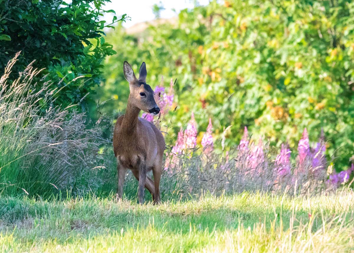 Young Roe Deer in a field