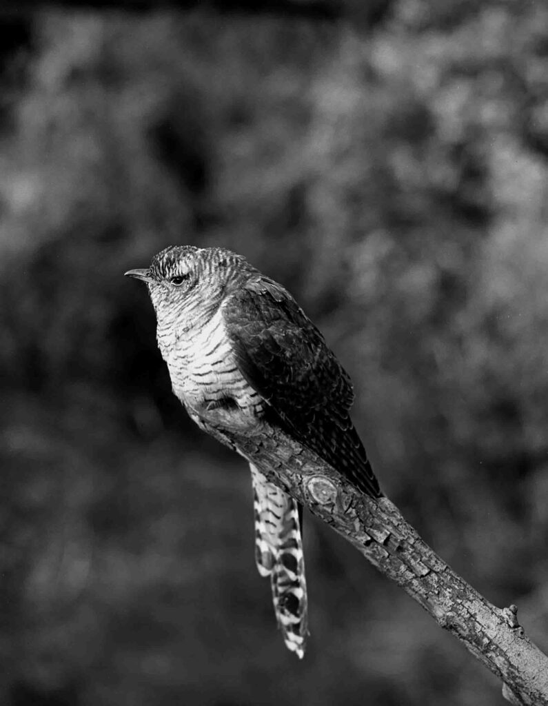 Eric Hosking A Pioneer Of Wildlife Photography Eric Hosking A Pioneer Of Wildlife Photography