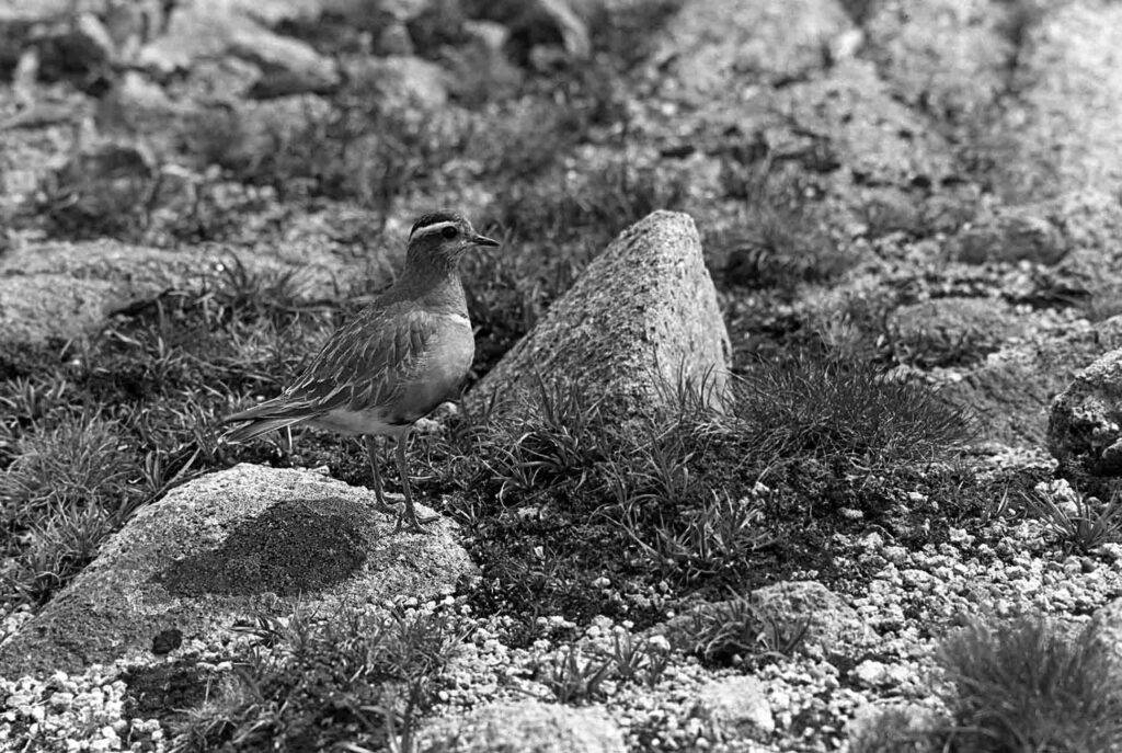 Eric Hosking A Pioneer Of Wildlife Photography Eric Hosking A Pioneer Of Wildlife Photography