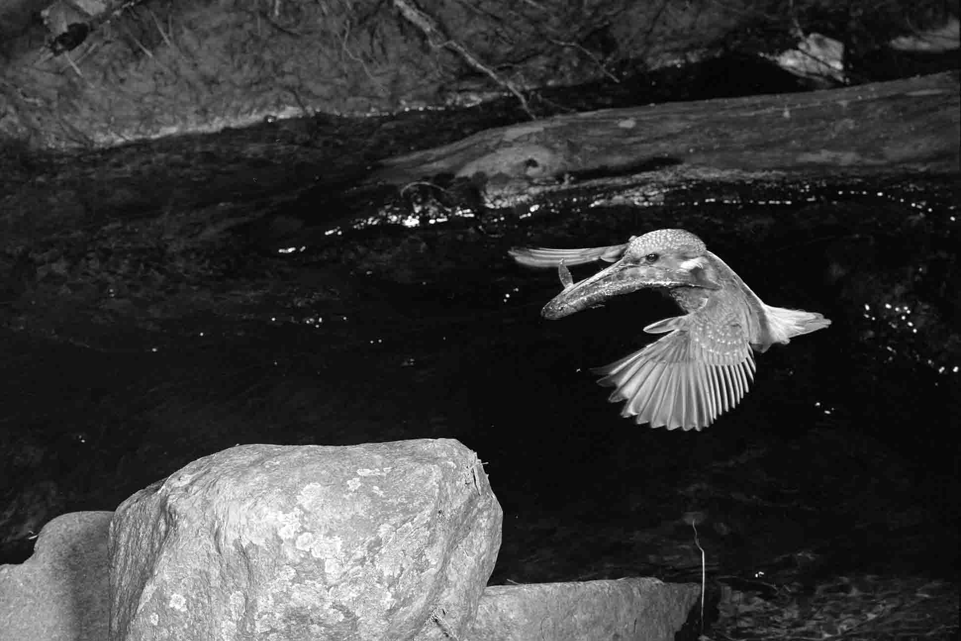 Eric Hosking A Pioneer Of Wildlife Photography Eric Hosking A Pioneer Of Wildlife Photography