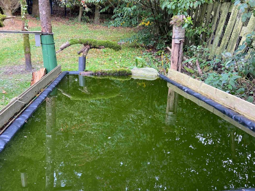 Wildlife photography reflection pool