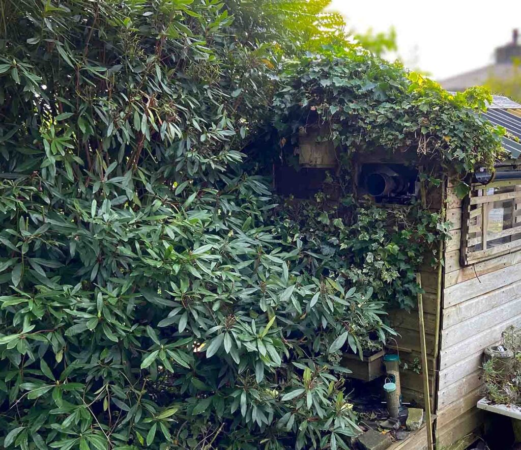 Shed / Photography Hide