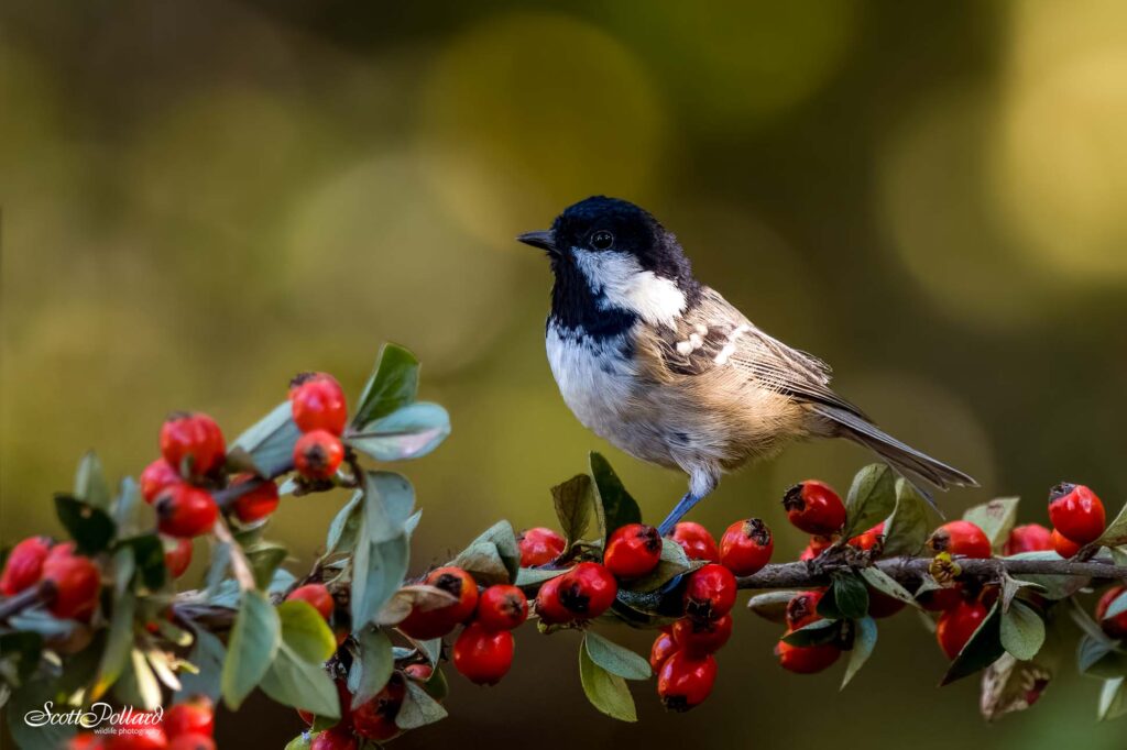 Coal Tit on a branch