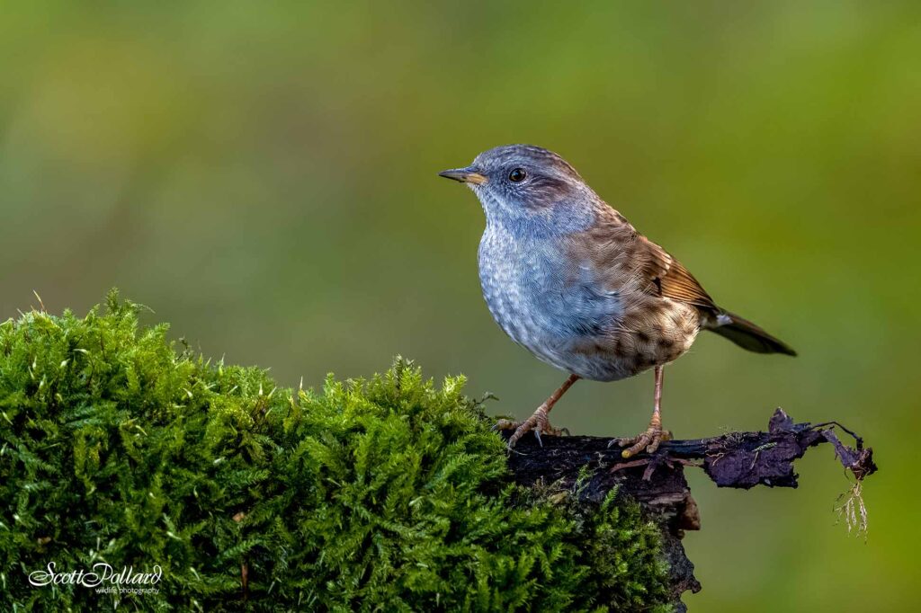 Dunnock on a mossy log