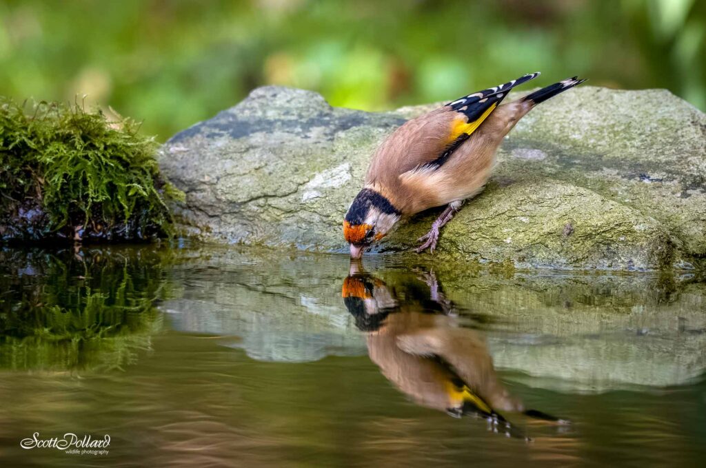 Goldfinch drinking water