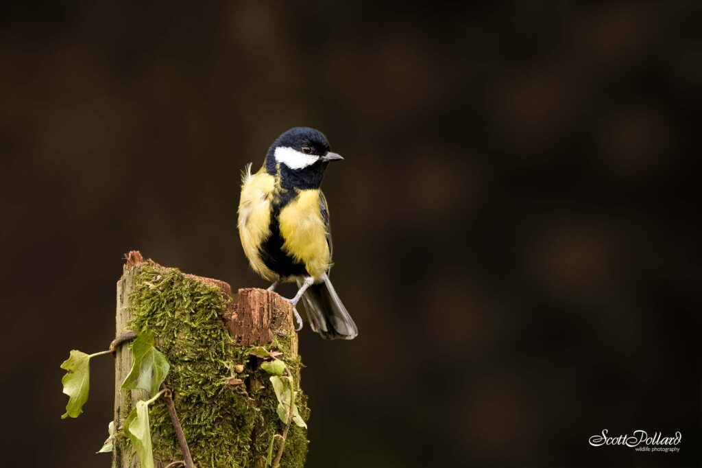 Great Tit on a tree stump