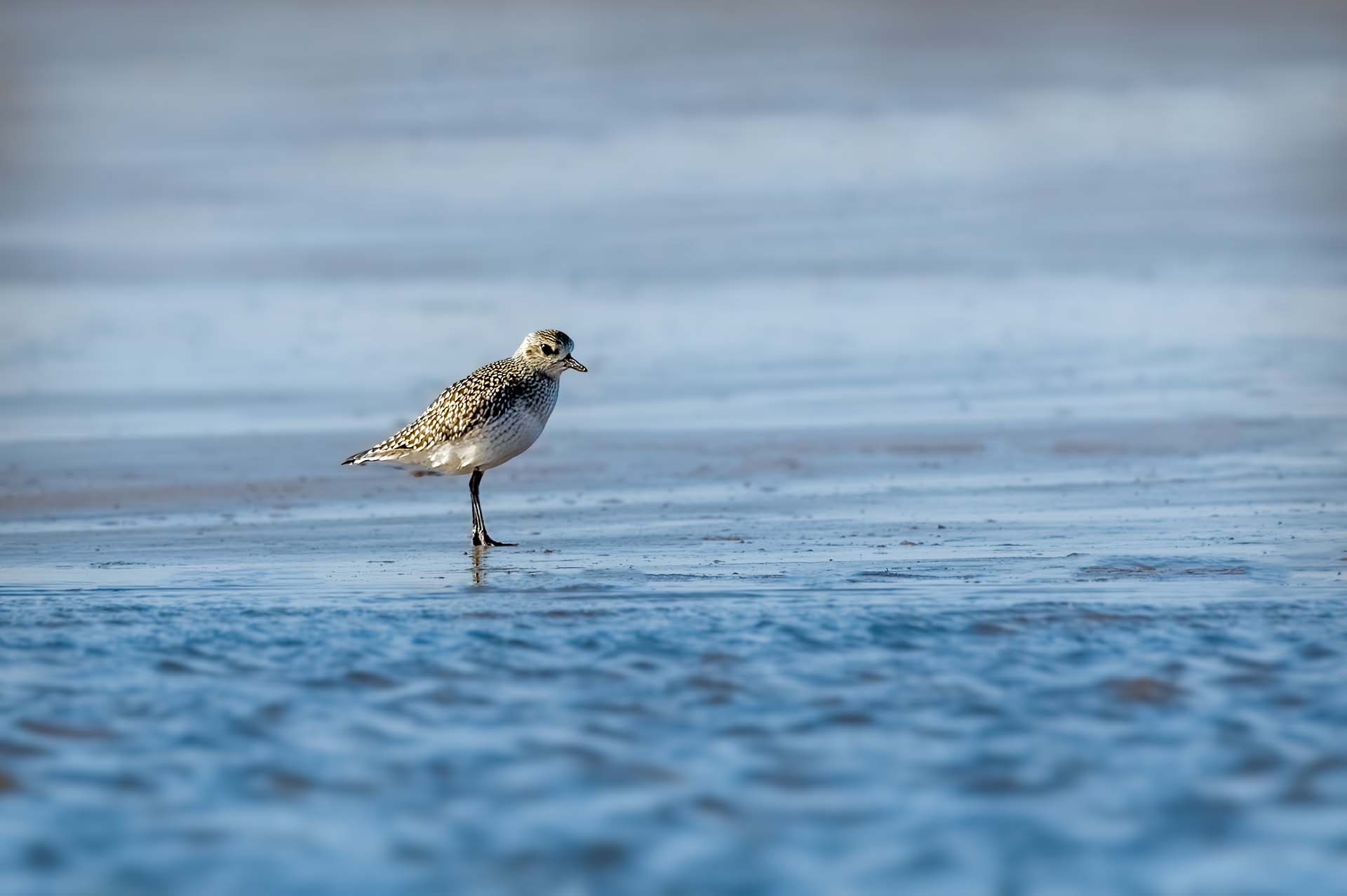 Autumnal Sunday at RSPB Marshside