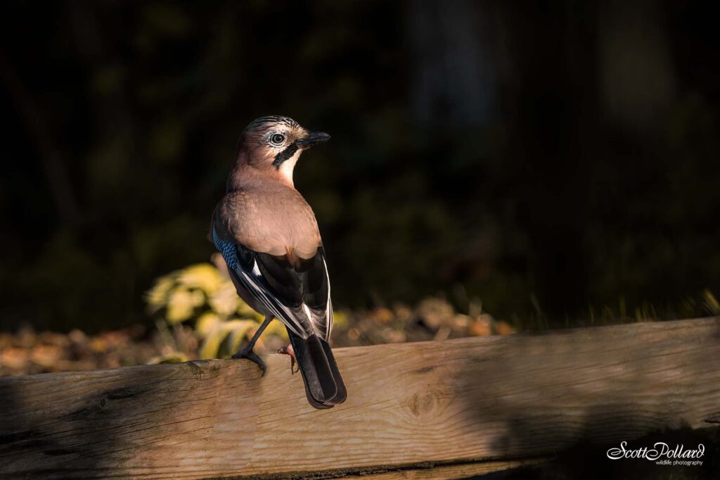 Jay stood on a plank of wood