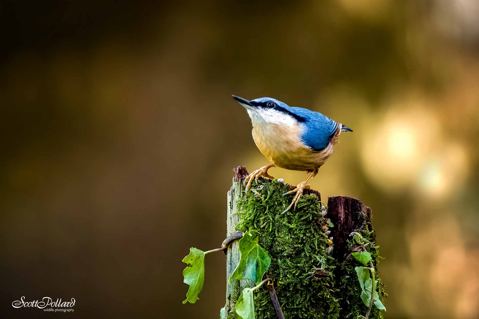 Why I love photographing wildlife - Wildlife Photography Blog