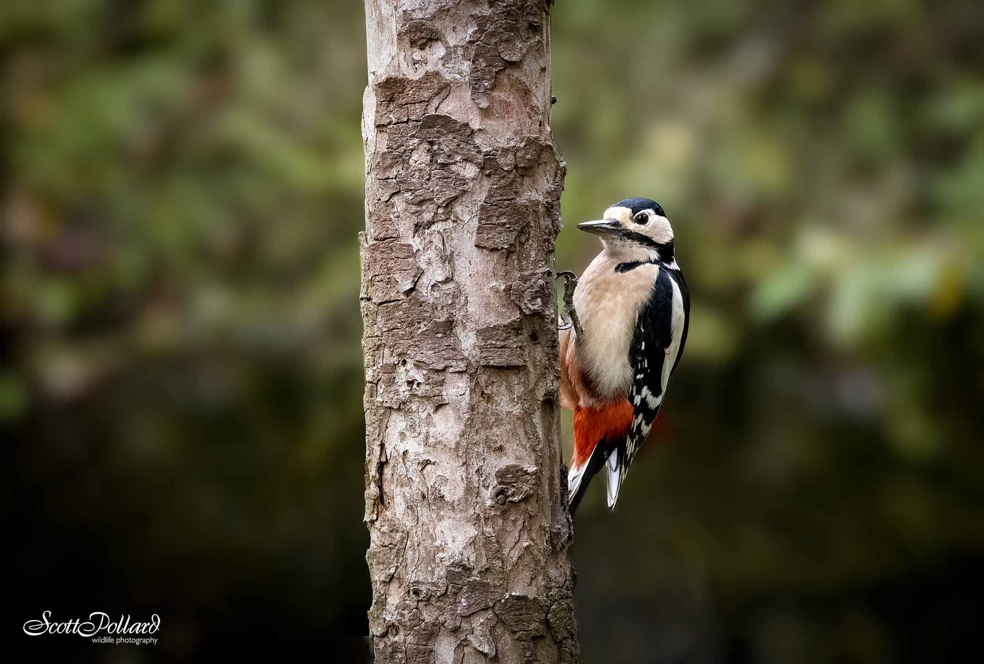 Allotment Life and Wildlife Photography: Lee Aaron’s Story